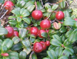 Mountain cranberry (Vaccinium vitis-idaea) in fruit. 