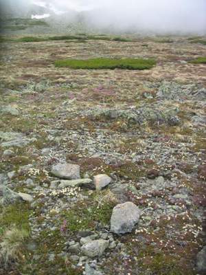 A diapensia and Lapland rosebay cushion community. 