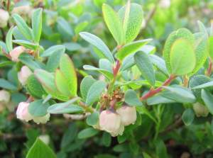 Alpine bilberry (Vaccinium caespitosum) 