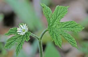 GOLDENSEAL. Hydrastis canadensis. Antimicrobial and anti-inflammatory. Prevention of cold, flu, sore throat. Topical treatment of eye and mouth infections.  