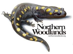 Spotted Salamander Sticker thumbnail