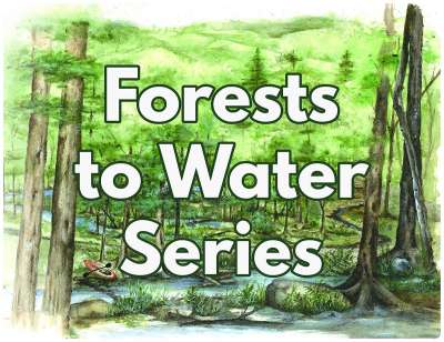 Forest to Water series