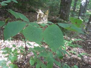 Peppered Leaves thumbnail