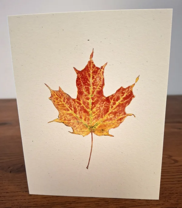NC-SM-sugar-maple.jpg