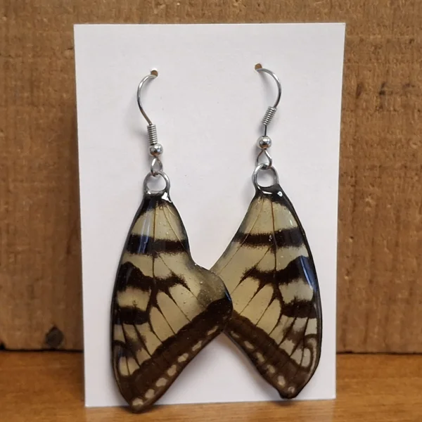 WE-SWALLOWTAIL-ripples.jpg