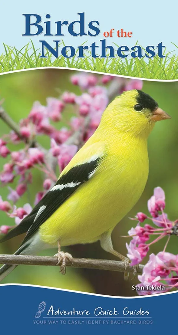 Birds of the Northeast book