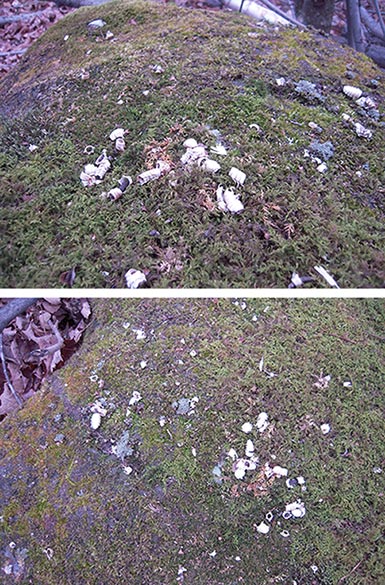 What’s Up, Moss? Image
