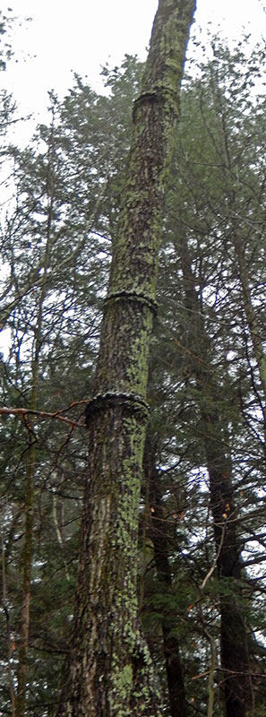 Maple Rings Image