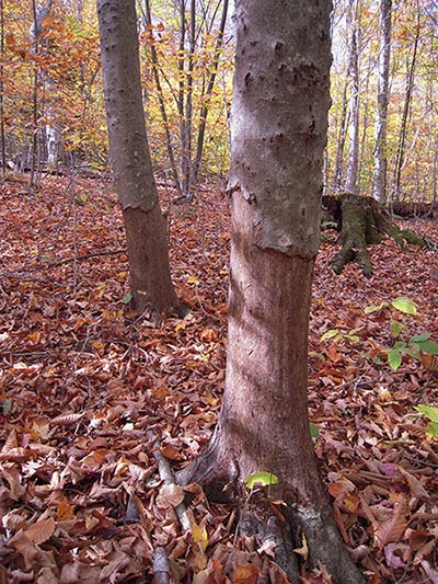 Beech Bummer Image