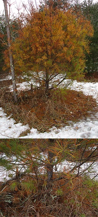 Waid Tree Tree MD