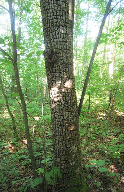 Waid Tree Tree ID & Oddity What in the Woods is That?