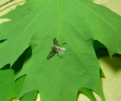 Fly Back Bug Death for a Fly