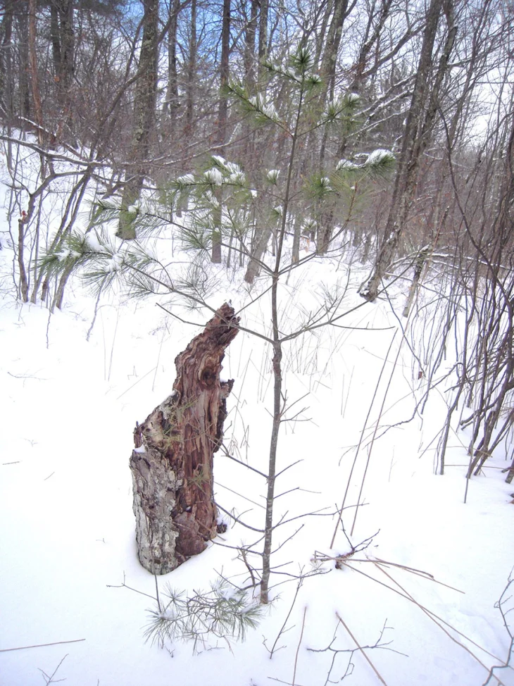 Mystery Photo Image