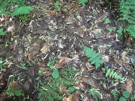 WITWIT-aug3.jpg thumbnail