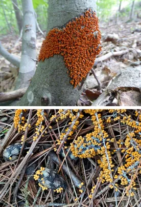 Double Mystery thumbnail