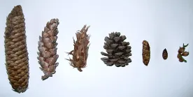 cones_id.jpg thumbnail