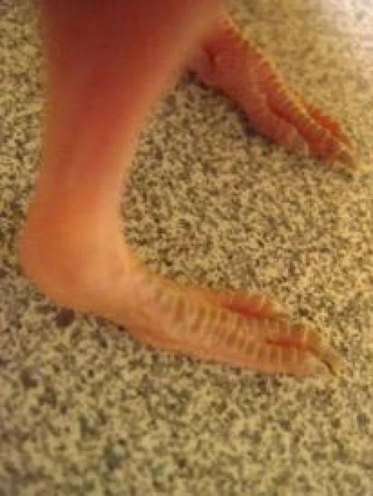fancy_feet.jpg Image