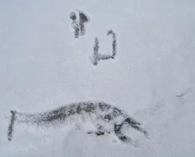 icy.jpg thumbnail