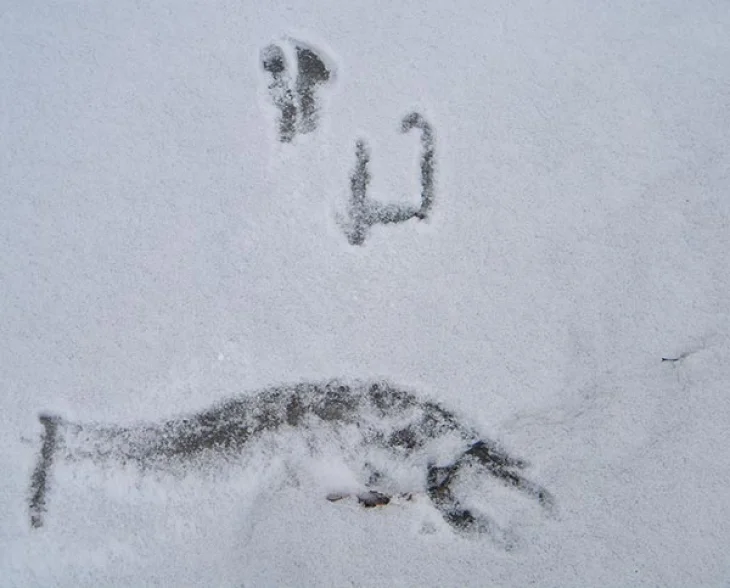 icy.jpg Image