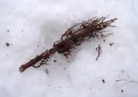 laying_in_snow.jpg thumbnail