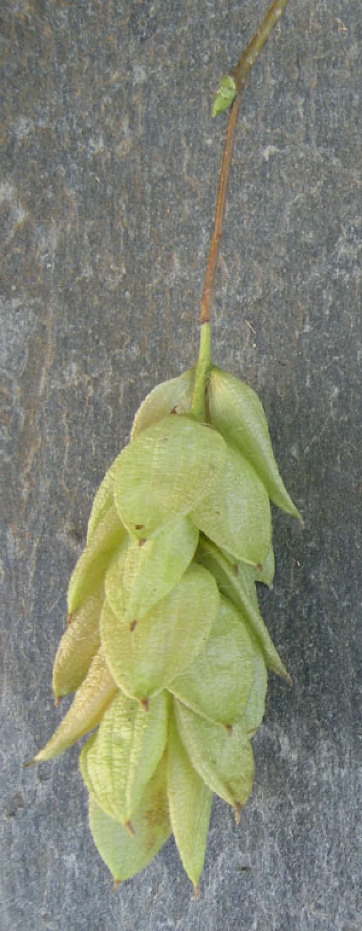 leafi300.jpg Image