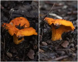 Mushrooms thumbnail