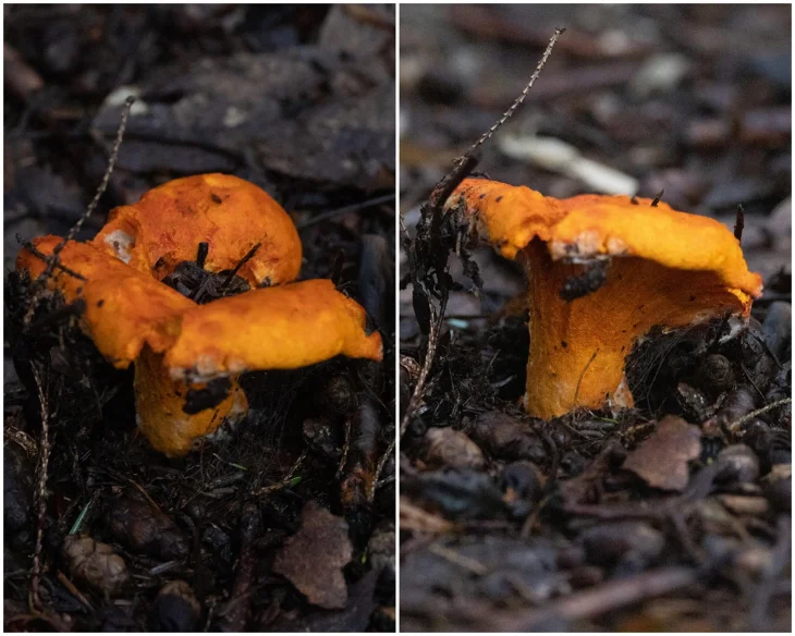 Mushrooms Image