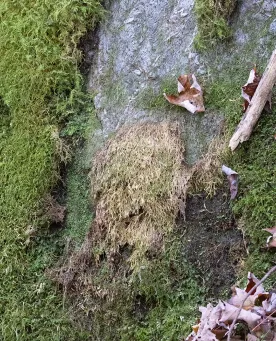 Mossy Trail Mystery thumbnail