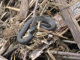 snake.jpg thumbnail