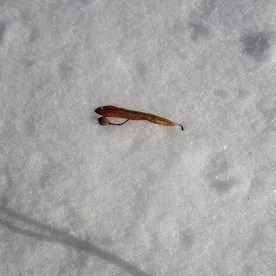 snow_clue.jpg thumbnail