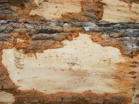 special_wood.jpg thumbnail