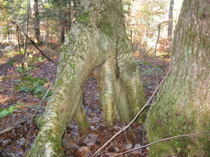 terryholdenswonderfulroots.jpg Image