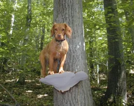 tree-dog-fungus.jpg thumbnail