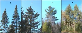 tree_id_wit.jpg thumbnail