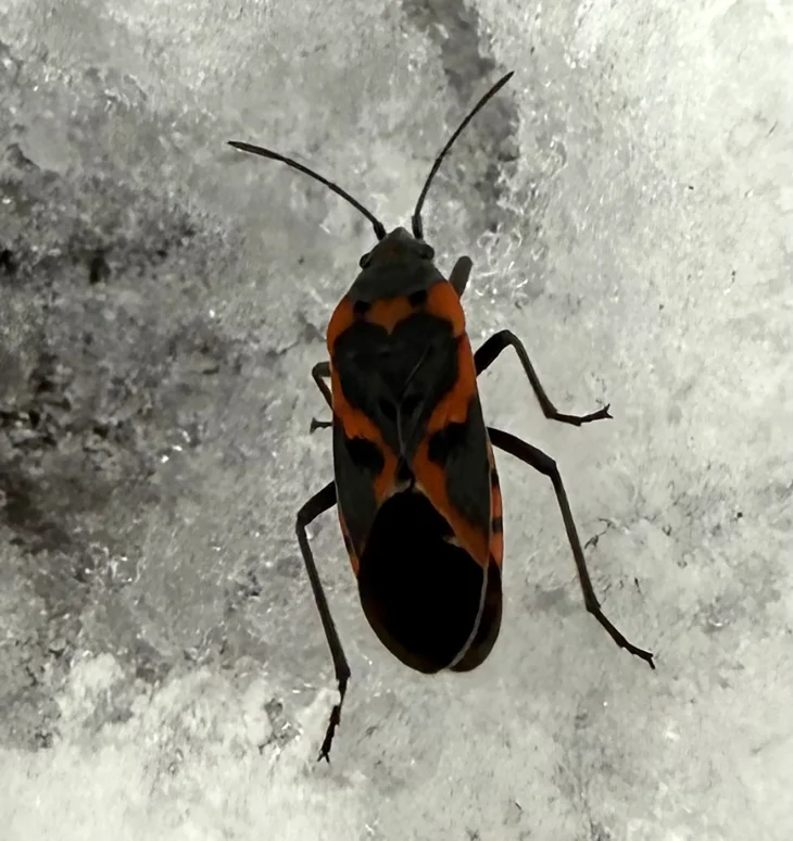 wit-bug-mystery.jpg Image