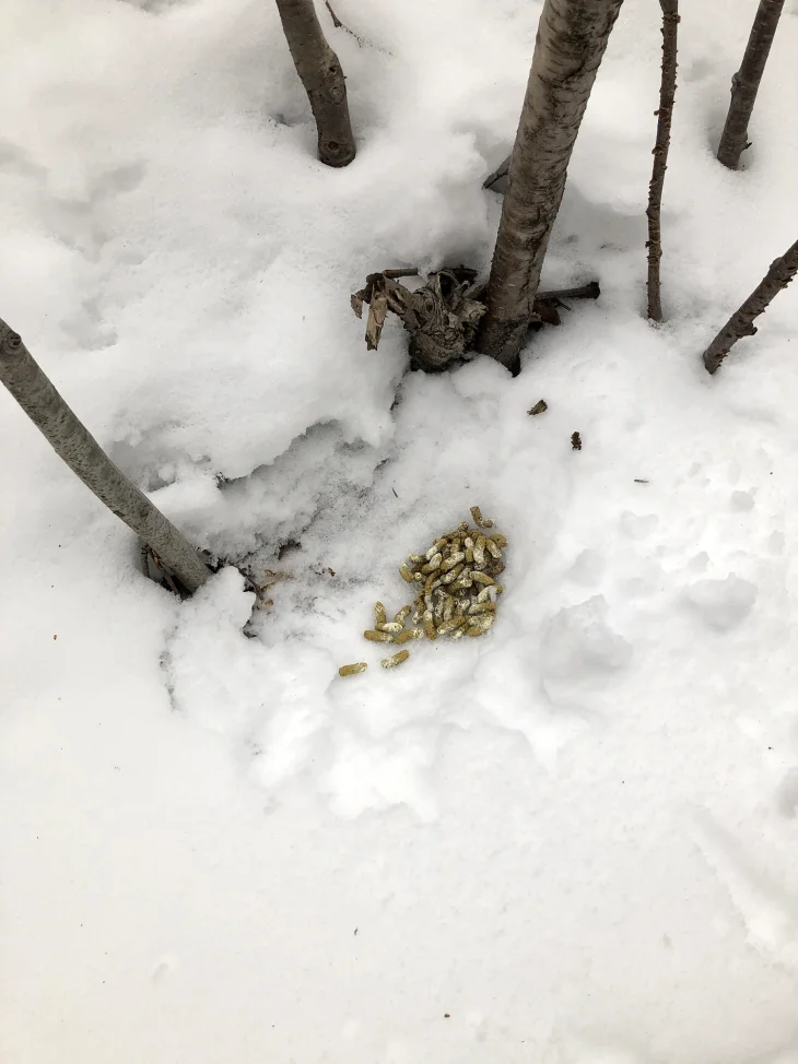 wit-mystery-scat.jpg Image