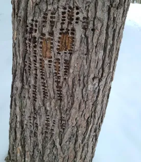 Holey oak thumbnail