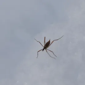 Mystery thumbnail