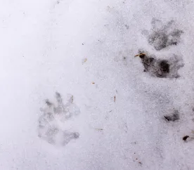 Mystery photo thumbnail